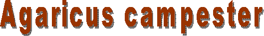 Agaricus campester 