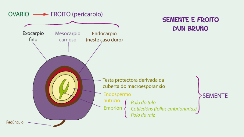 Froito e semente dunha anxiosperma