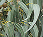 Eucalipto