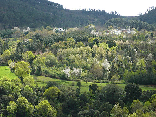 Bosques en Augasmestas