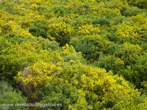Xesteira con piornos
