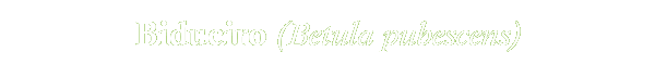 Betula