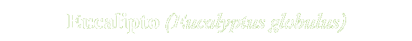 Eucalyptus