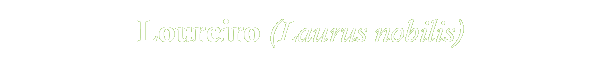 Loureiro