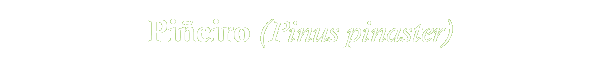 Piñeiro