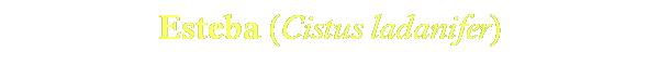 Cistus ladanifer