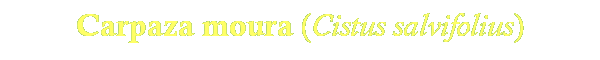 Cistus salvifolius