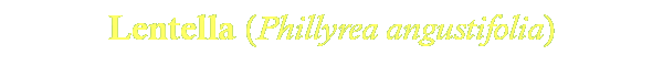 Lentella