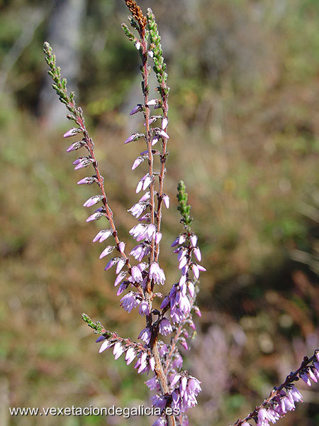 Queiruga (Calluna vulgaris)