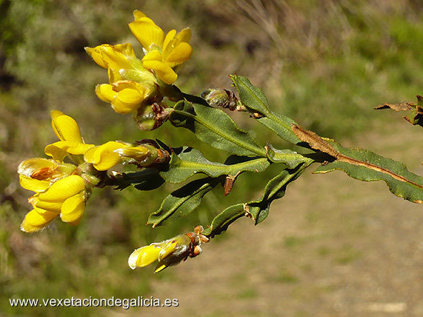 Carqueixa (Chamaespartium tridentatum)