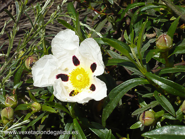 Esteba (Cistus ladanifer)