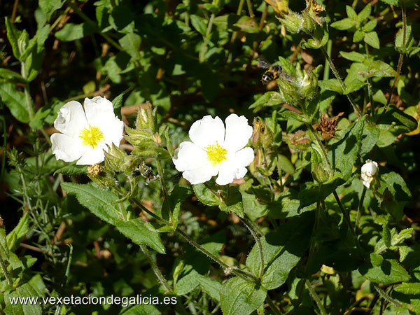 Carpaza (Cistus psilosepalus)
