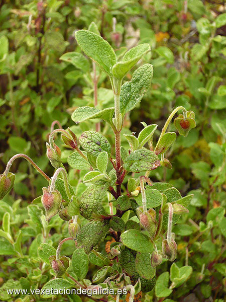 Carpaza moura (Cistus salviifolius)