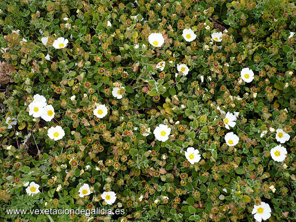 Carpaza moura (Cistus salviifolius)