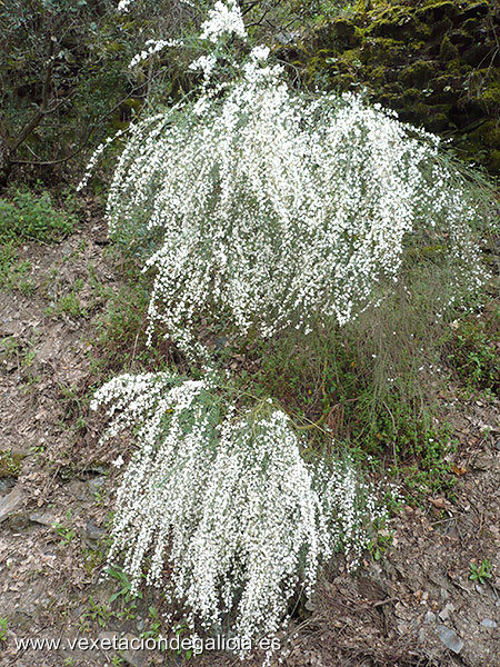 Xesta branca (Cytisus multiflorus)