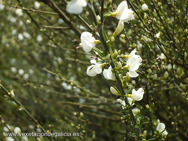 Xesta branca (Cytisus multiflorus)
