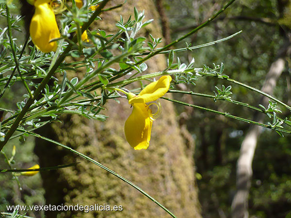 Xesta (Cytisus scoparius)