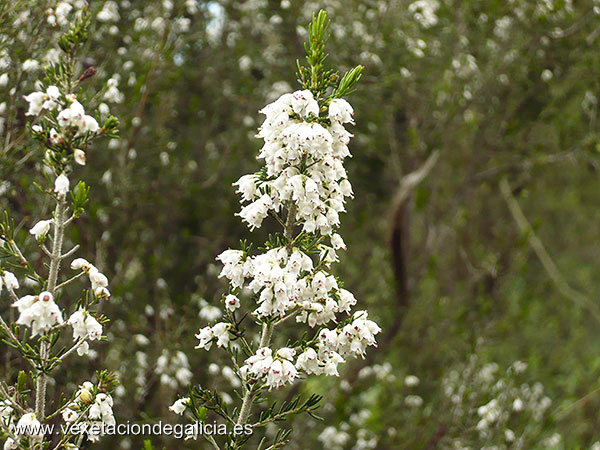 Uz branca (Erica arborea)