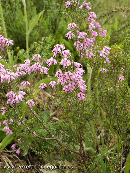 Uz moura (Erica australis)