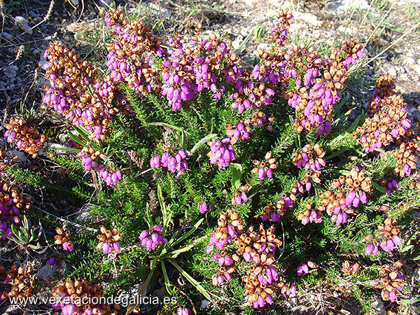 Carroucha (Erica cinerea)