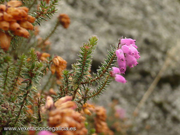 Carroucha (Erica tetralix)