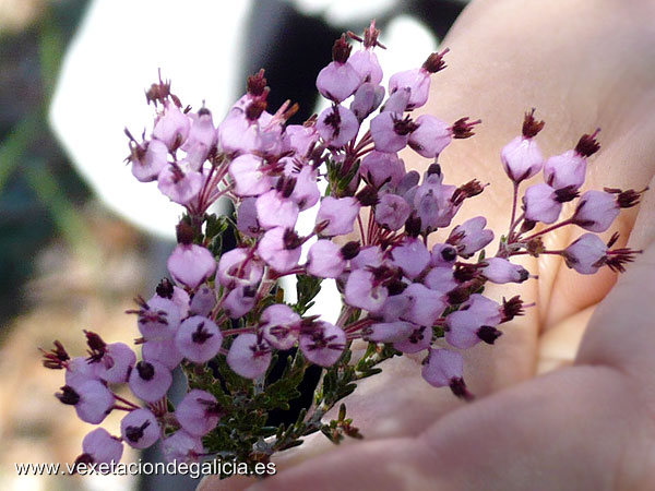 Carroucha (Erica umbellata)