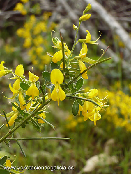 Piorno falcata (Genista falcata)
