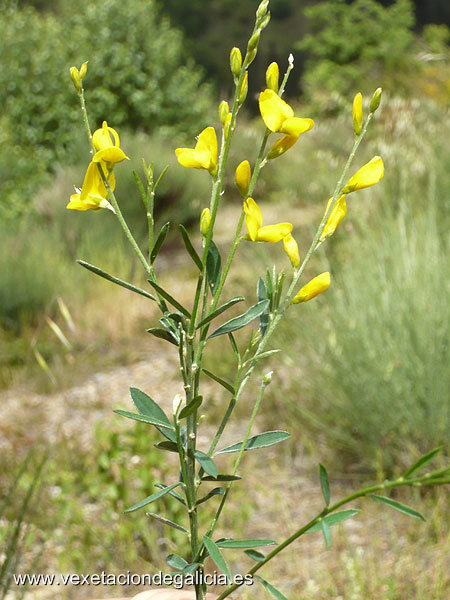 Piorno (Genista florida)