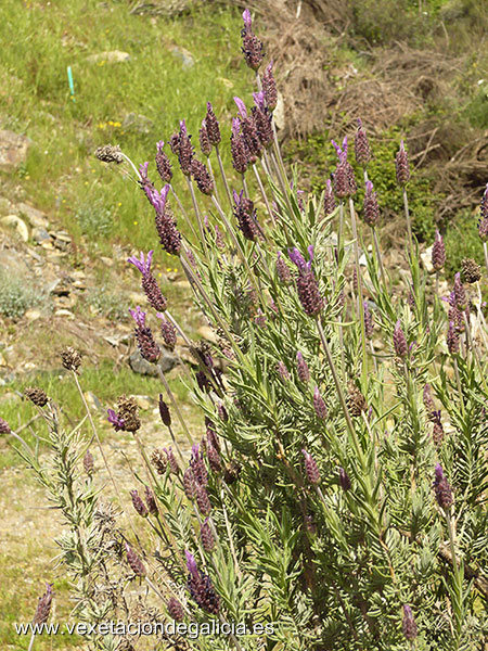 Cantroxo (Lavandula stoechas)