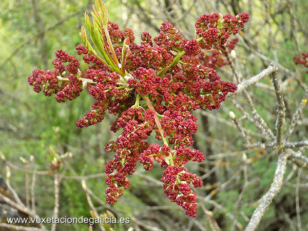 Escornacabras (Pistacia terebinthus)