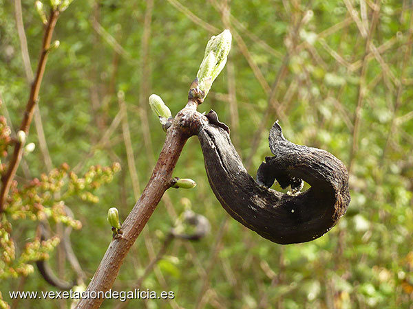 Escornacabras (Pistacia terebinthus)