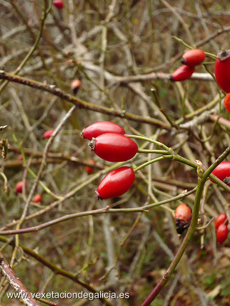 Roseira (Rosa canina) Roseira (Rosa canina)