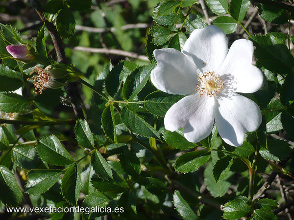 Roseira (Rosa canina)