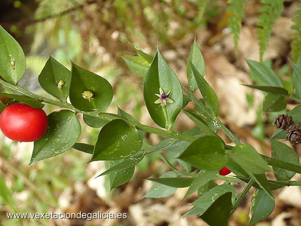 Xilbarda (Ruscus aculeatus)