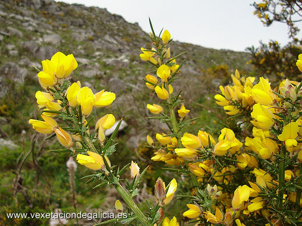 Toxo (Ulex europaeus)