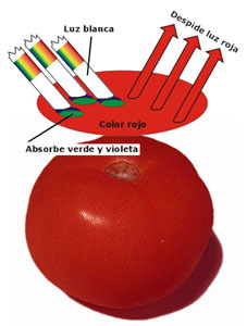 Representacin del esquema de la reflexin de la luz sobre el color rojo del tomate