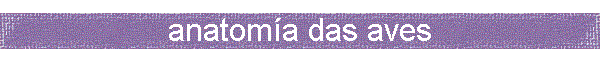 anatoma das aves