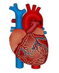 Esquema de un corazón humano