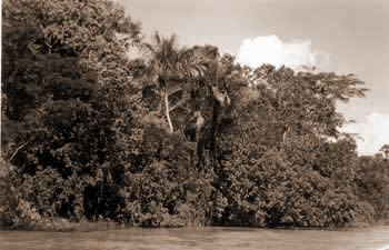 Amazonas
