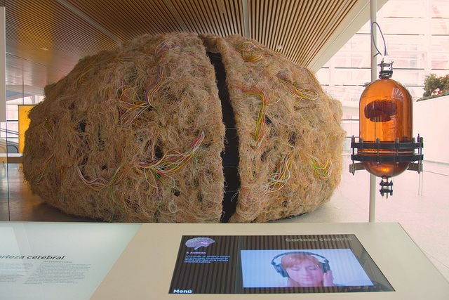 El cerebro humano.Museo de la Evolución Humana.Burgos