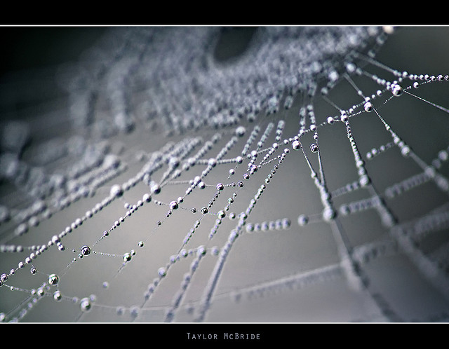 Spidey Time xenética molecular