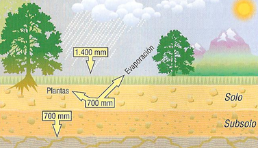 Infiltración da auga e evaporación. 