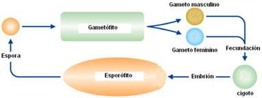 Ciclo vital dunha planta