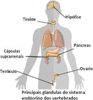glándulas endócrinas
