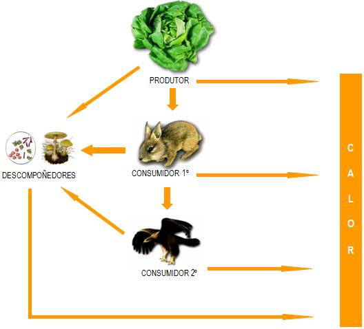  Fluxo da enerx&iacute;a nos ecosistemas