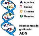 adn