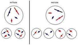 meiose