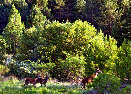 PARQUE NATURAL DEL ALTO TAJO 