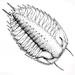 Trilobites