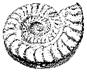 Ammonites